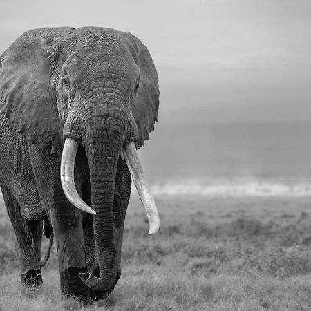 Ol Tukai Lodge Amboseli-Nationalpark Exterior foto