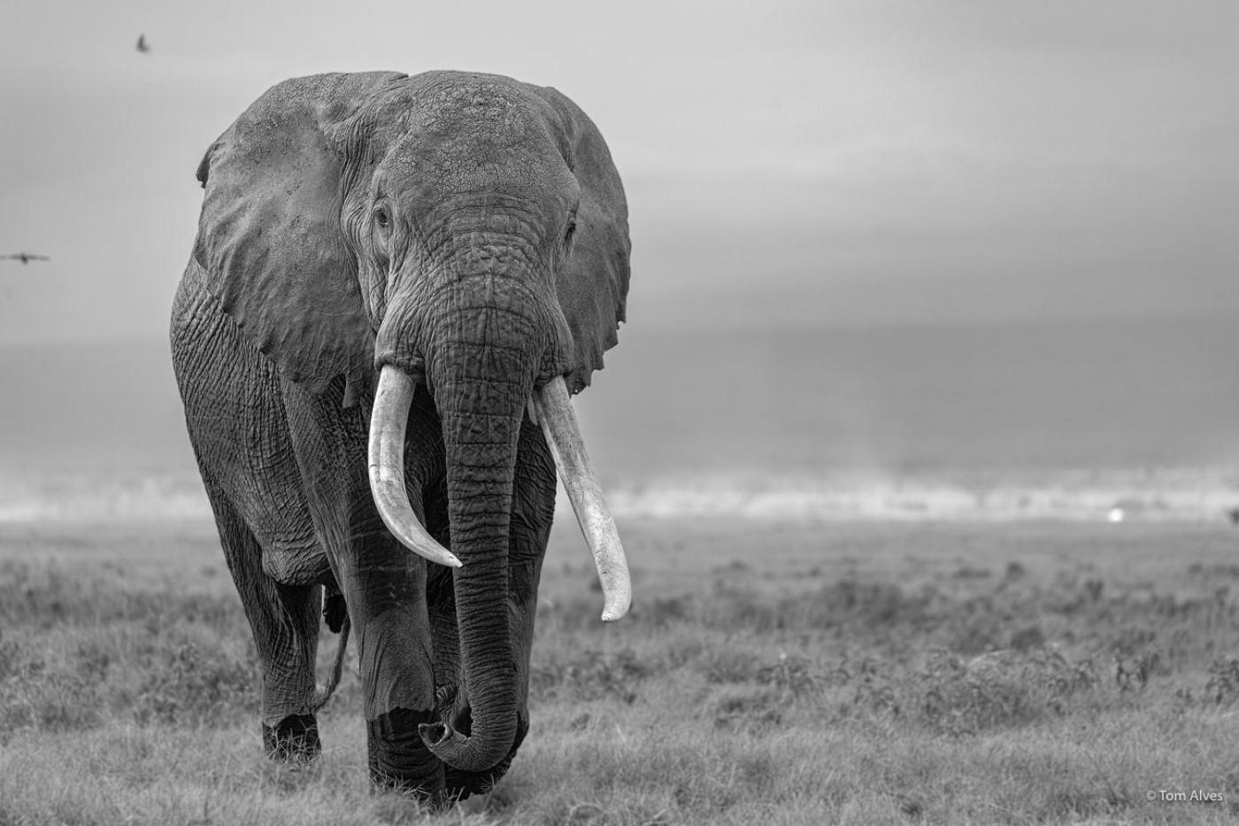 Ol Tukai Lodge Amboseli-Nationalpark Exterior foto