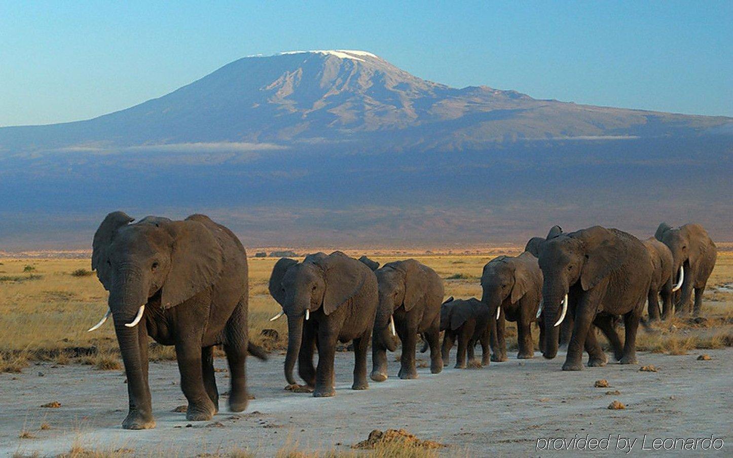 Ol Tukai Lodge Amboseli-Nationalpark Exterior foto